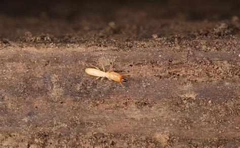 食神格意思 家裡有白蟻怎麼處理